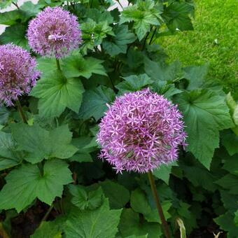 Allium hollandicum 'Purple Sensation'