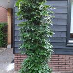 Carpinus betulus 'Fastigiata' - Haagbeuk 