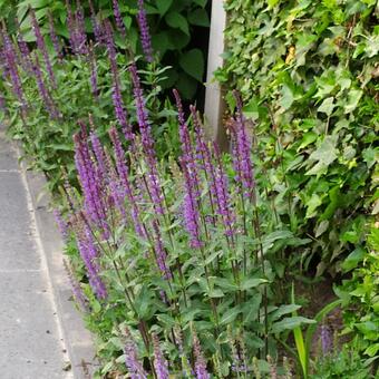 Salvia nemorosa 'Ostfriesland'