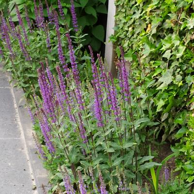 Salie - Salvia nemorosa 'Ostfriesland'