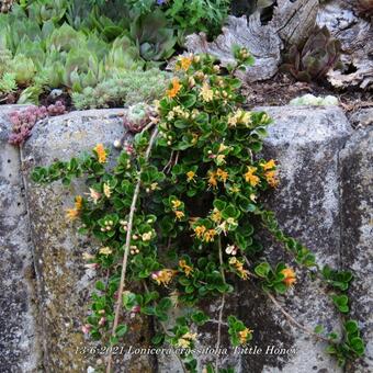 Lonicera crassifolia 'Little Honey'