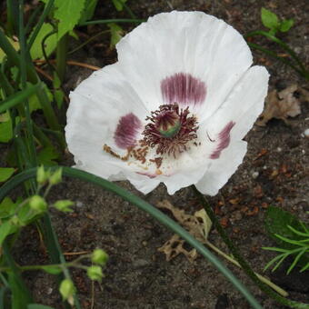 Papaver orientale 'Perry's White'