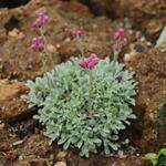 Antennaria dioica 'Alex Duguid' - Rozenkransje