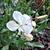 Gaura lindheimeri 'Butterfly White'