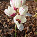 Ixia 'Spotlight' - Afrikaanse korenlelies