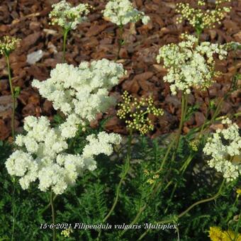 Filipendula vulgaris 'Multiplex'