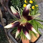 Lilium 'Netty's Pride' - Aziatische lelie