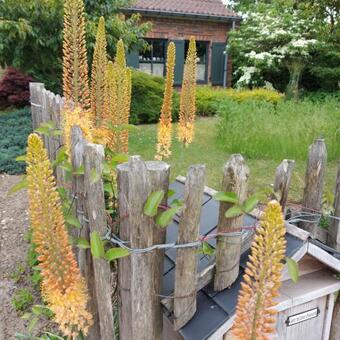 Eremurus x isabellinus  Ruiter's Hybrids