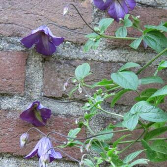 Clematis viticella