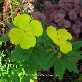 Oenothera tetragona