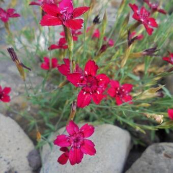 Dianthus deltoides 'Leuchtfunk'