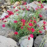 Dianthus deltoides 'Leuchtfunk' - Steenanjer/Zwolse anjer