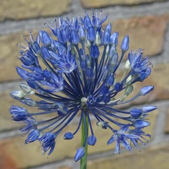 Allium caeruleum