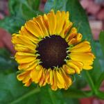 Helenium 'Elibertus Griffioen' - Zonnekruid