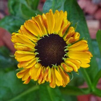 Helenium 'Elibertus Griffioen'