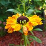 Helenium 'Elibertus Griffioen' - Zonnekruid