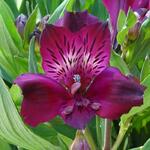 Alstroemeria 'INTICANCHA 'Dark Purple' - Incalelie