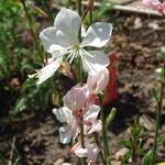 Gaura lindheimeri 'Butterfly White' - Prachtkaars