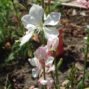 Gaura lindheimeri 'Butterfly White'