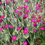 Lychnis coronaria 'Blood Red' - Prikneus