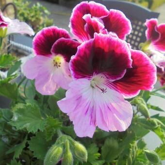 Pelargonium grandiflorum