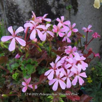 Pelargonium 'Dresden Pink'