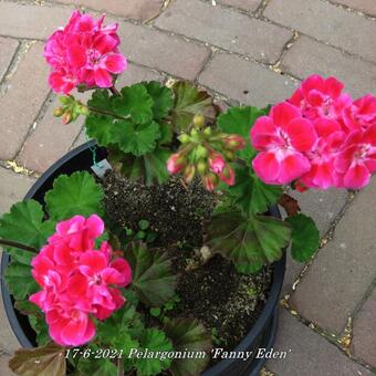 Pelargonium 'Fanny Eden'