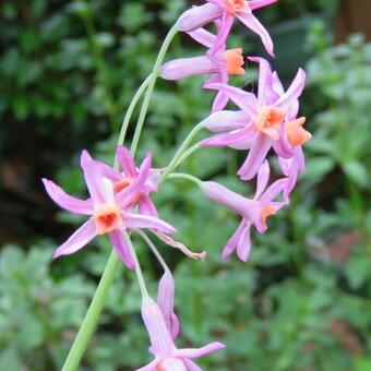 Tulbaghia 'Moya'