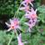 Tulbaghia 'Moya'