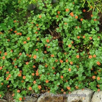 Anagallis arvensis