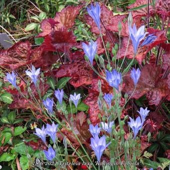 Triteleia laxa 'Koningin Fabiola'