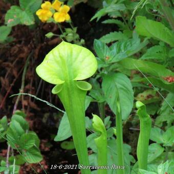 Sarracenia flava