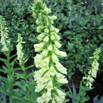 Digitalis lutea