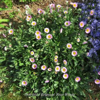 Erigeron 'Four Winds'