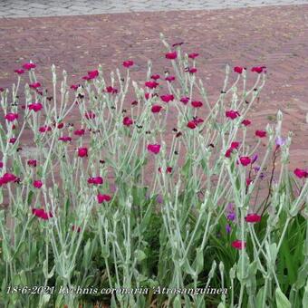 Lychnis coronaria 'Atrosanguinea'