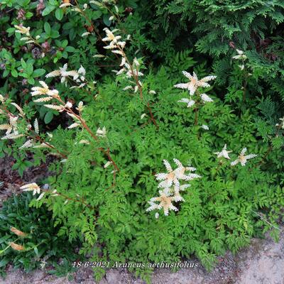 Kleine geitenbaard - Aruncus aethusifolius