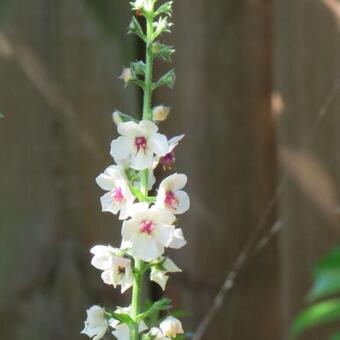 Verbascum blattaria f. albiflorum