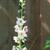 Verbascum blattaria f. albiflorum