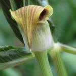 Arisaema flavum - Cobralelie