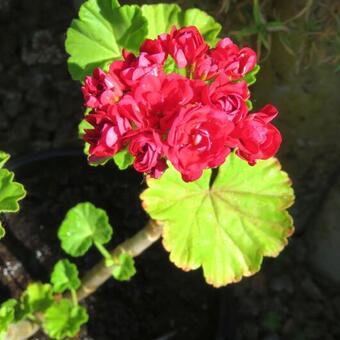 Pelargonium 'Diemierii Schafferi'