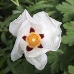 Cistus x purpureus 'Alan Fradd' - Rotsroos