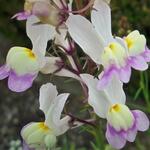 Linaria maroccana  - Vlasleeuwenbekjes