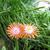 Delosperma cooperi 'JEWEL OF DESERT Topaz'