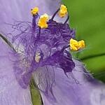 Tradescantia ohiensis - Eéndagsbloem