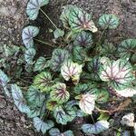 Heuchera 'Jade Gloss' - Purperklokje - Heuchera 'Jade Gloss'