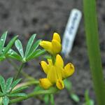 Lupinus luteus - Gele lupine