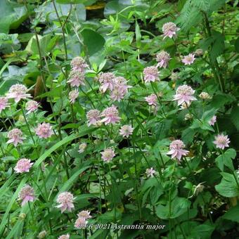 Astrantia major