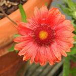 Gaillardia x grandiflora 'MESA Red' - Kokardebloem