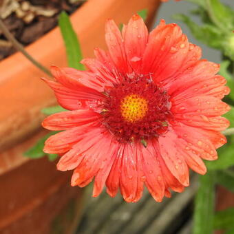 Gaillardia x grandiflora 'MESA Red'