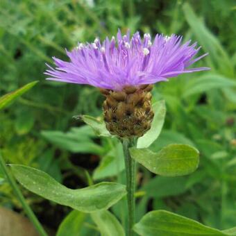 Centaurea jacea